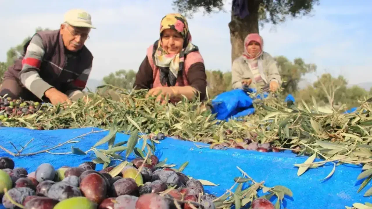 Zeytin hasadında bunlara dikkat edin