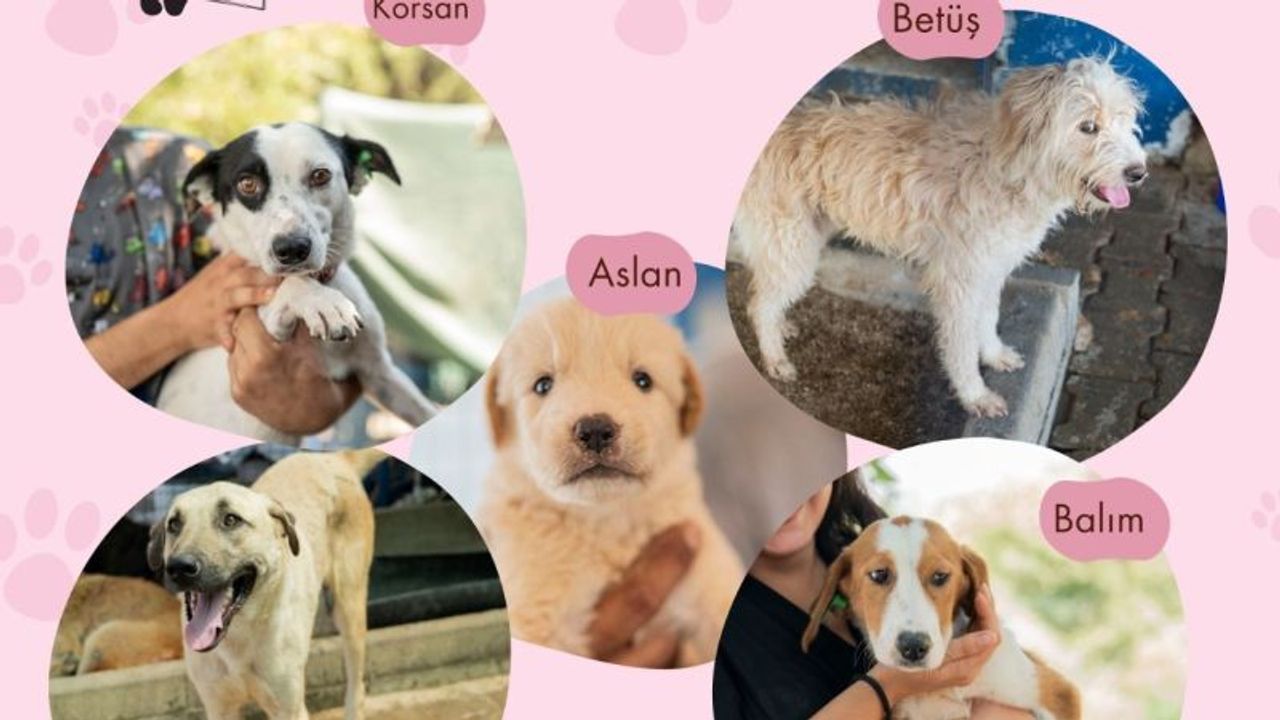 Milas’ta Sokak Hayvanları Yeni Yuvalarına Kavuşuyor