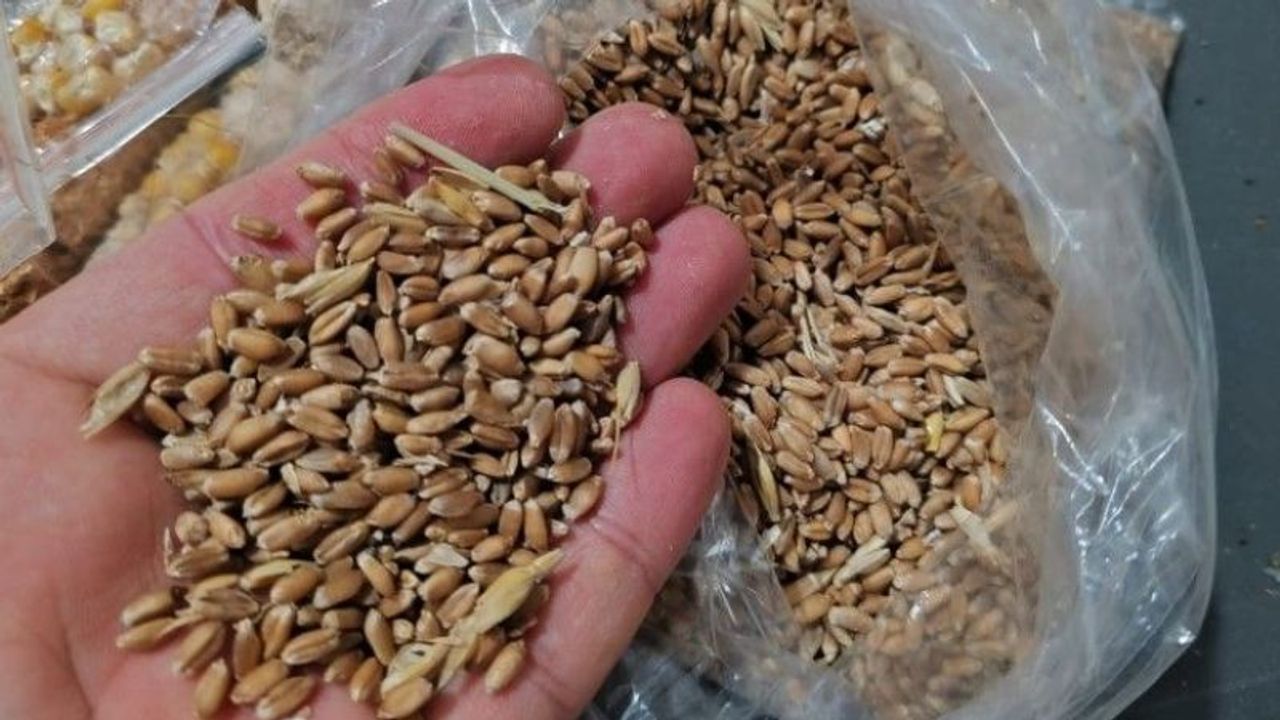 Milas Belediyesi’nden Üreticilere Ata Tohumu Karakılçık Buğday Desteği