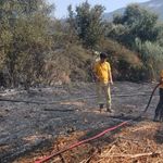 Milas’ta tarım arazisinde yangın çıktı
