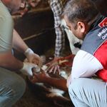 Muğla’da buzağı kayıplarını azaltacak yeni proje