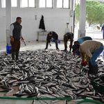 Muğla’nın ihracatında su ürünleri, zeytin ve madencilik öne çıkıyor
