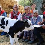 Buzağı doğduğunda bu numarayı arayın