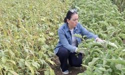 Menteşe’de Sağlıklı Ürün İçin Laboratuvar Destekli Denetim