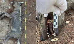 Ölüdeniz Yolundaki Gizem Çözüldü: Sırtlan Sanılan Hayvan Kurt Çıktı