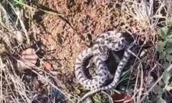Mantar ararken dünyanın en zehirli yılanlarından engerekle karşılaştı