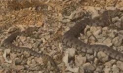 Tek ısırığı bir insanı öldürmeye yeten dev engerek yılanı görüntülendi