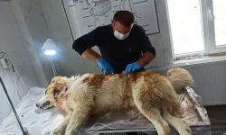 Kurdun saldırısına uğrayan köpek yaralandı