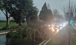 Menteşe’de şiddetli fırtınada ağaç devrildi