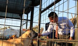 Büyükşehir’den 4 bin 34 Can Dosta Yeni Yuva