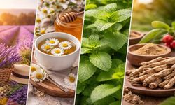 Stresi Azaltan Bitkiler ve Etkileri: Hangisi Ne İşe Yarıyor?