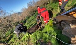 Bodrum’da Kuyuya Düşen Buzağı İtfaiye Tarafından Kurtarıldı