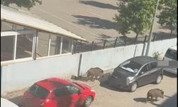 Marmaris Belediyesi'ne domuz davası