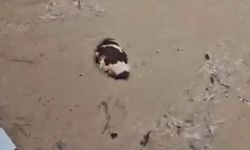 Yatağan’da inek sel sularına kapıldı