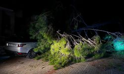 Marmaris'te fırtına ağaç devirdi: 1 kişi yaralandı