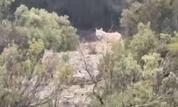 Menteşe’de kurtlar cep telefonu kamerasına yansıdı