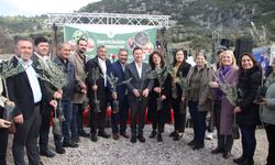 Menteşe’de Üreticilere 50 Bin Fidan Dağıtıldı