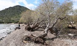 Bodrum’da Fırtınada Devrilen Ağaçlar Yeniden Toprakla Buluşuyor