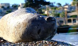 Koruma Altındaki Akdeniz Foku Bodrum Sahilinde Görüntülendi