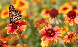 Cemre ne zaman düşecek? İşte 2026 havaya, suya ve toprağa cemre düşme tarihleri