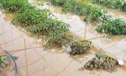 Sağanak Köyceğiz’i Vurdu, Tarım Alanları Sular Altında