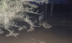 Muğla Büyükşehir İtfaiyesi’nden Milas’ta Koyun Kurtarma Operasyonu