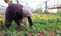 Muğla'da hangi tarımsal ürünler yetiştiriliyor?