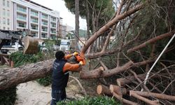 220 ağaca müdahale edildi, 40 kamyon atık toplandı