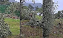 Muğla'da Zeytin Kesimi Siyaseti Karıştırdı, Valilik Harekete Geçti