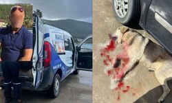 Tavuklarını yiyen köpekleri vurdu, tutuklandı!