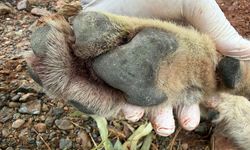 Fethiye’de Ölen Kurt Ekosistem Araştırmasına Işık Tutacak!