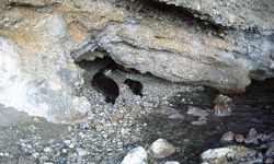 Akdeniz keşiş foku yaşam alanlarına insan baskısı