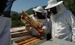 Muğla'da Arıcılık Yapılır mı? Devlet Desteği ve Başvuru Şartları