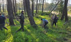 Kesilen basralı dallar arıcılar için ormana bırakıldı
