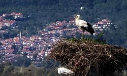 Bahar Gelmeden Leylekler Akçapınar’a Döndü