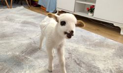 Muğla’da Yetim Kuzu Balım Sevgiyle Hayata Tutundu