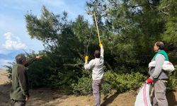 Marmaris Ormanlarında Çam Kese Böceğine Karşı Doğal Mücadele