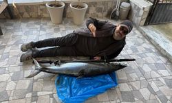 Akyaka’da Kıyıdan Dev Av: 21 Kiloluk Ceylan Palamudu Yakalandı