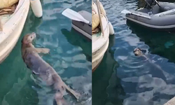 Bodrum’da Yavru Akdeniz Foku İlgi Odağı Oldu