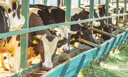 Muğla'da Hayvancılık Yapmak İçin Gerekli Belgeler Nelerdir?