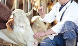 Devletten 2 yıl sonra ödemeli destek! Hayvancılık yapmak isteyenlere iyi haber