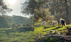 Kuraklık ve Plastik Kirliliği Gıda Güvenliğini Tehdit Ediyor