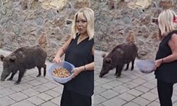 Safiye Soyman kapısına gelen domuzu besledi, sonra panikledi