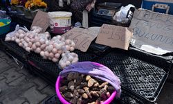 Muğla’da “Göbek” Sezonu Başladı: Fiyatı Şaşırttı!