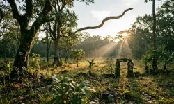 Uçan yılan gerçek mi? Uçan yılan Türkiye'de var mı?