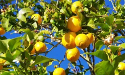 Limon fiyatları neden artıyor 2026?
