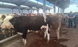 Hayvancılık için dev yatırım yolda! 784 milyon liralık üretim üssü kuruluyor