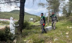 Çamkese böceği ile mücadele devam ediyor