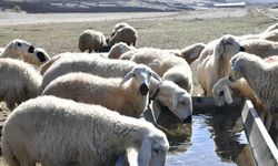 Kırsalda Bereket Projesi başvuruları ne zaman bitiyor? 2 yıl geri ödemesiz kredi şartları neler?