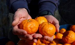 Bodrum Mandalini Üreticisine 5 Milyon Liralık Destek